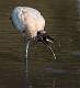 Kirms Photography Wood Storks-3